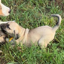 Yellow - Yellow female Black Mouth Cur puppy in Warsaw, Missouri from Heritage Cow Dogs