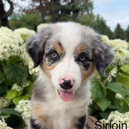 Sirloin - Blue merle male Australian Shepherd puppy in Raymond, Minnesota from Hawk Creek Farms