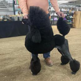 Lizzie - Poodle