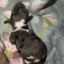 Boy 2 Black and Tan Dapple Piebald - Dapple male Dachshund puppy in Knoxville, Tennessee from Over The Moon Minis