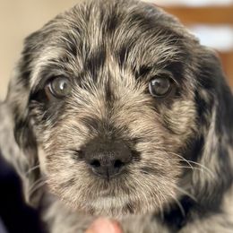 Willow - Merle female Australian Labradoodle puppy in Concord, California from Golden State Good Dogs