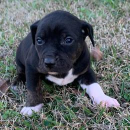 Girl 4 - Black female Catahoula Leopard Dog puppy in Gadsden, Alabama from Rich Cat’s