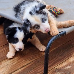 Border Collie Puppies from Gail Hutchinson's Border Collies