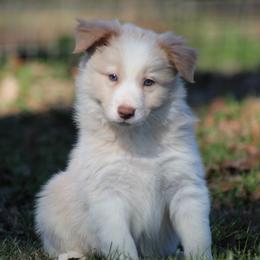 Boy 4 - Gold male Border Collie puppy in Tylertown, Mississippi from Cool Meadow Farms