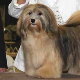 Havanese All Grown Up from Mt. Breeze