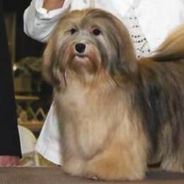 Havanese All Grown Up from Mt. Breeze