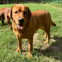 Rain - Labrador Retriever