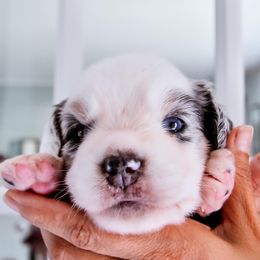 Australian Shepherd Puppies from Caramel Bliss Kennel - East Coast Aussies