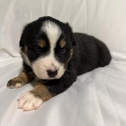 Luna - Black tri-color female Australian Shepherd puppy in Lynnville, Indiana from Moonlightaussies