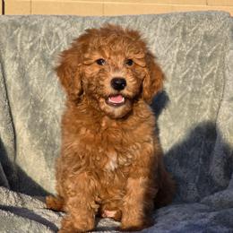 Bowser - Red  male Goldendoodle puppy in Tucson, Arizona from Adored Poodle & Doodles