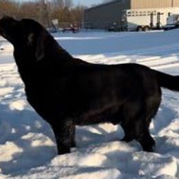 Rogue - Labrador Retriever