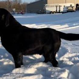 Rogue - Labrador Retriever