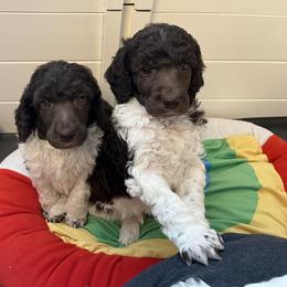 Poodle Puppies from Apricity Poodles
