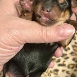 Bunny - Black and tan female Yorkshire Terrier puppy in Tangipahoa County, Louisiana from Riche’ Louisiana Yorkies