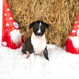 Irry Female 3 - Black female Italian Greyhound puppy in Sparta Tn And Caryville Fl, Tennessee from Summerwind Kennel