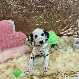 Dalmatian Puppies from Rainier DALS LUA Dalmatians