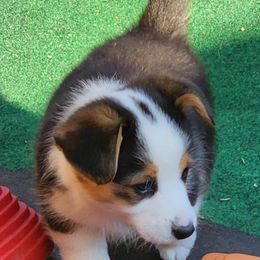 American Corgi Puppies from Wigglebutts American Corgis