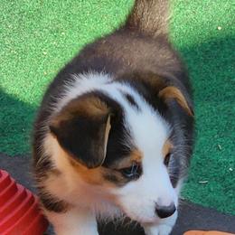 American Corgi Puppies from Wigglebutts American Corgis