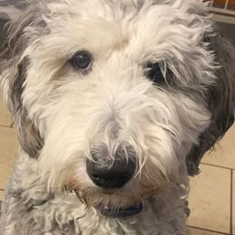 IVY - Sheepadoodle