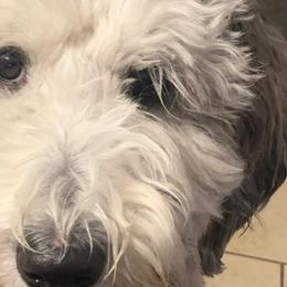 IVY - Sheepadoodle