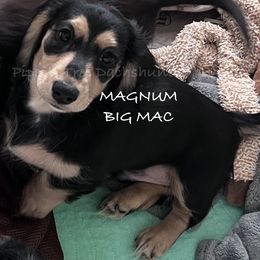 Magnum aka Big MAC - Black and tan male Dachshund puppy in Shelton, Connecticut from Piper’s Tree Dachshunds