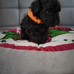 Poodle Puppies from Fabi Poodle