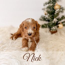 Nick - Red  male Goldendoodle puppy in Melba, Idaho from KZ Doodles