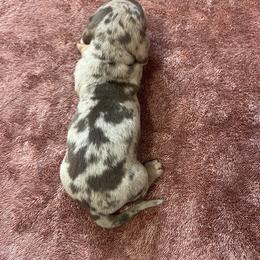 Dapple Boy - Dapple male Dachshund puppy in Saint Jo, Texas from Reeves Dashing-Hounds