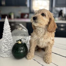 Girl 2 - Apricot female Australian Labradoodle puppy in East Granby, Connecticut from All-Spice Australian Labradoodles