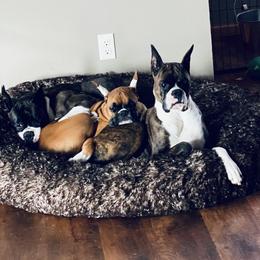 Boxer Puppies from KP Boxers