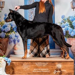 Tibi - Beauceron