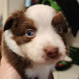 Boy 3 - Red & white male Toy Australian Shepherd puppy in Ocala, Florida from Crazy Aussie Chaos