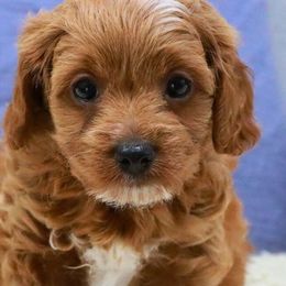 Cavapoos and Poodles from Premier Paws