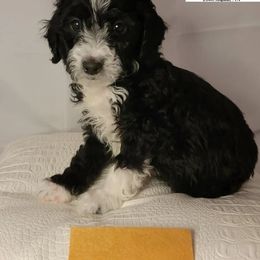 Boy 2 - Black Goldendoodle puppy in Coon Rapids, Minnesota from MN Celestial Doodles