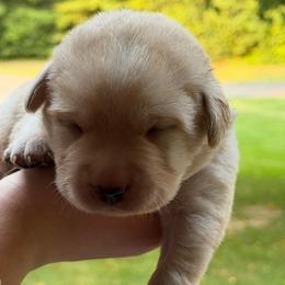 Purple collar - Yellow female Labrador Retriever puppy in Clear Lake, Wisconsin from Pineview Meadow Labradors