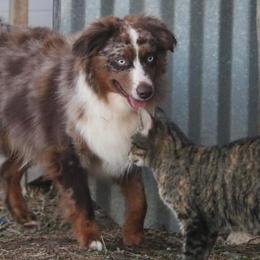 Raider - Miniature American Shepherd