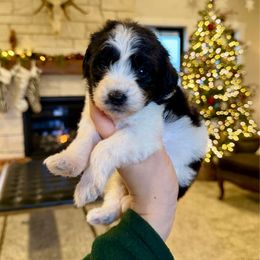 Ellen - Black and white female Bernedoodle puppy in Yuba City, California from Ranch House Doodles