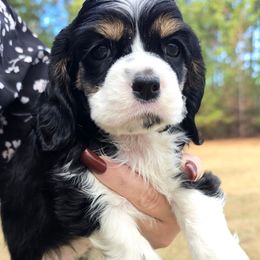Farrah - Black white and tan female Cocker Spaniel puppy in Florence, South Carolina from Reddick's American Cocker Spaniels