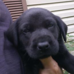 Girl 1 - Black Labrador Retriever puppy in Hilliards, Pennsylvania from Del-Star Kennels