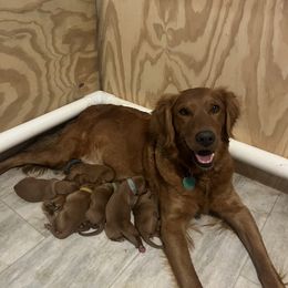 Purple - Dark golden female Golden Retriever puppy in Big Lake, Minnesota from Johnson's Red