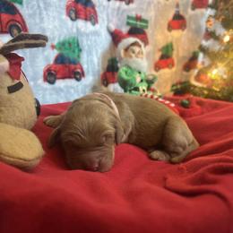 Praline - Dark golden female Golden Retriever puppy in Sandy, Oregon from Treasured K-9s