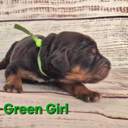 Green - Tri-color female Bernedoodle puppy in Taft, Tennessee from McGraw's Fetching Pups