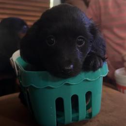 Sunshine - Black female Dachshund puppy in Boyd, Texas from R&R Animal Farm