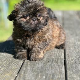 Shih Tzu Puppies from Shih Tzu Companions