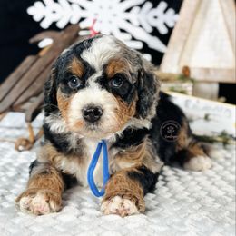 Blue boy - Merle male Bernedoodle puppy in Waukesha, Wisconsin from Bernedoodle Boutique (and Cavapoos)