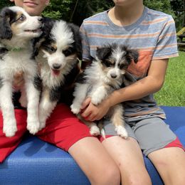 Aussiedoodle Puppies from Hearth&Hound Doodles