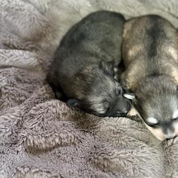Fluffy - Wolf sable male Pomsky puppy in Doon, Iowa from Luxury Pomsky