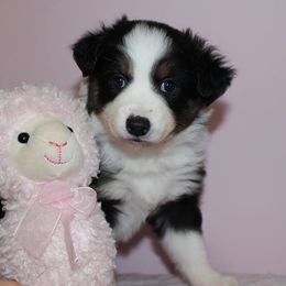 Australian Shepherd and Miniature Australian Shepherd Puppies from Holly Spring Farm Australian Shepherds