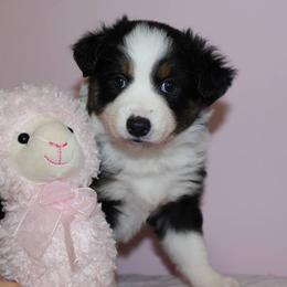 Australian Shepherd and Miniature Australian Shepherd Puppies from Holly Spring Farm Australian Shepherds