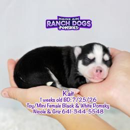 Kait - Black and white female Pomsky puppy in Humeston, Iowa from M.A.R. Dogs